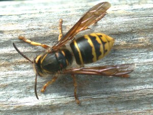 wasp problem brighton - queen wasp