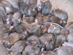 Rat problem in Brighton
