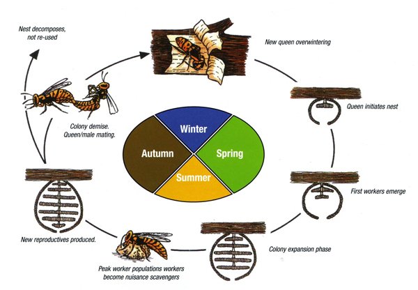 Wasp control brighton - the wasp life cycle