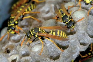 Wasps