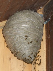 Wasp nest