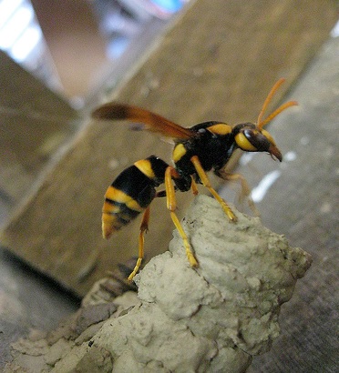 wasp