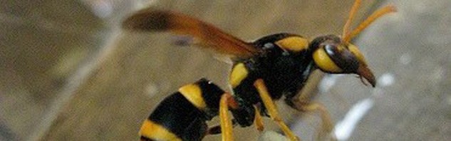 wasp