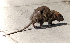 Rat