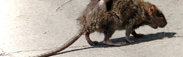 Mutant rat