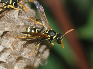 A wasp on its nest