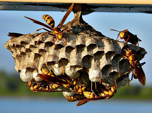 Wasp Nest