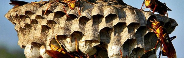 Wasp nest