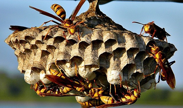 Wasp nest