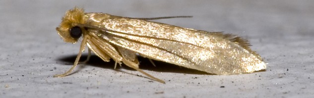 Tineola bisselliella