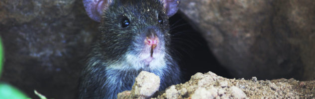 Black Rat in Commercial Property in Sussex