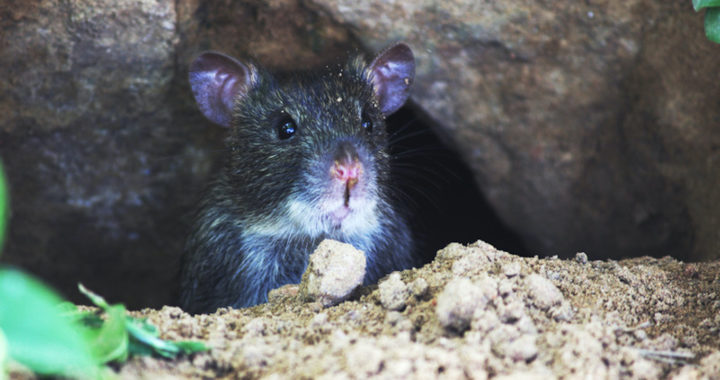 Black Rat in Commercial Property in Sussex