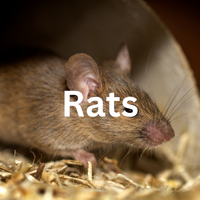 Rat Removal Services in Sussex