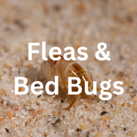 Fleas & Bedbug Removal