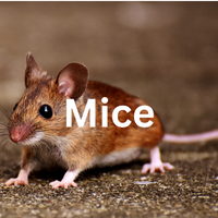 Mice Removal Services in Sussex