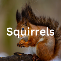 Squirrel Removal Services in Sussex