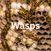 Wasp Removal Services in Sussex